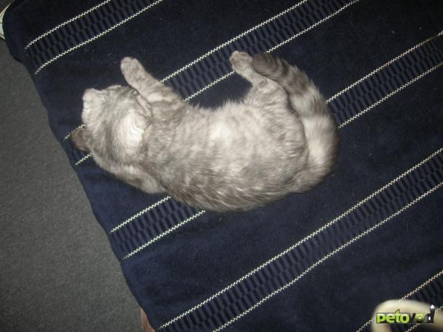 Продаю: Клубный котенок скоттиш-фолд фото2