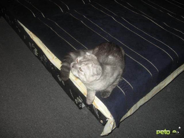 Продаю: Клубный котенок скоттиш-фолд фото3