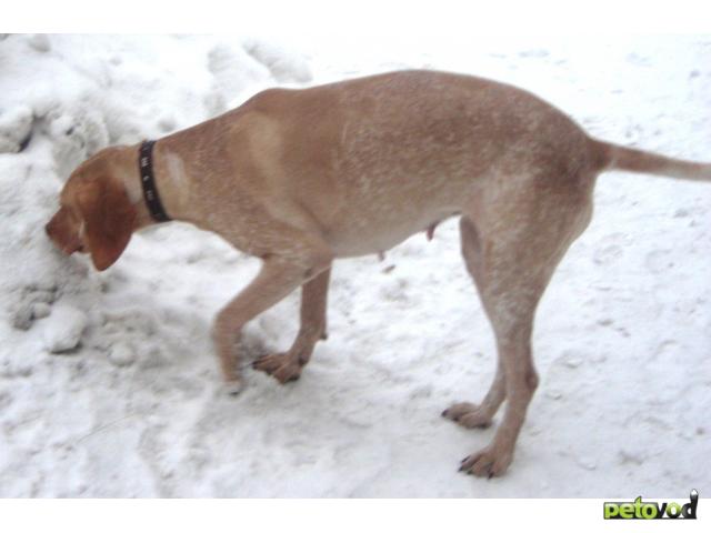Потерялся/Нашелся: Пропала охотничья собака, немецкий курцхаар, Томск фото2