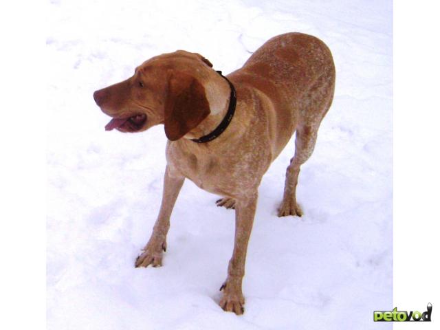 Потерялся/Нашелся: Пропала охотничья собака, немецкий курцхаар, Томск фото3