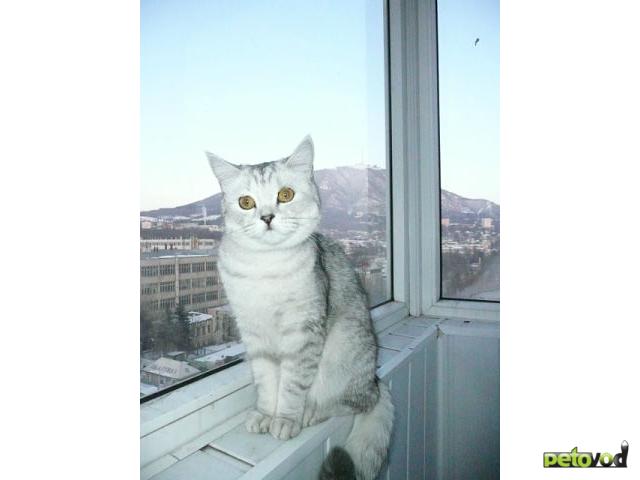 Вязка: Ищем кота для вязки британской кошке фото2
