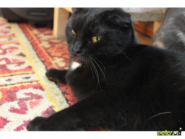 Вязка: Шотландская вислоухая кошка ищет кота фото2