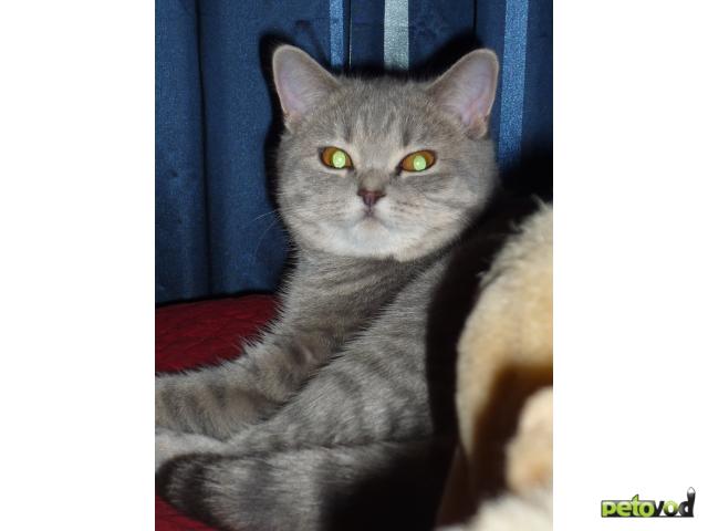 Вязка: Британская кошка приглашает котика для вязки фото3