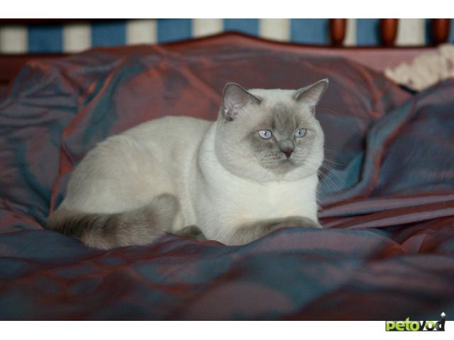 Вязка: Британский кот Гранд Интер Чемпион на вязку фото2