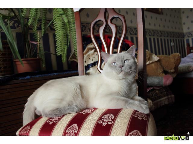 Вязка: Британский кот Гранд Интер Чемпион на вязку фото3