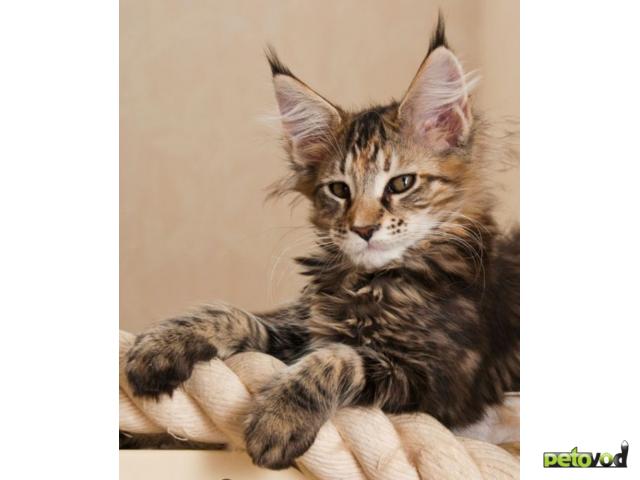 Продаю: Чудесные Котята Мейн-кун фото3