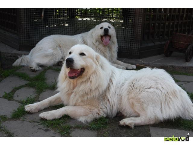 Продаю:  щенков пиренейской горной собаки фото2
