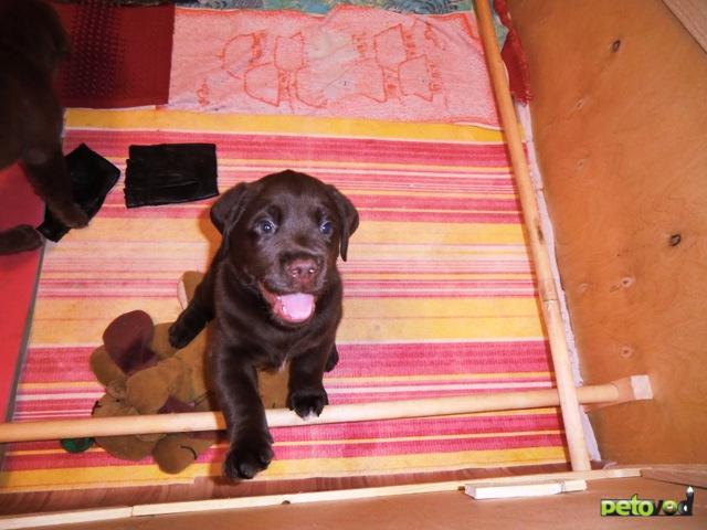 Продаю: Шоколадный щенок лабрадора фото2
