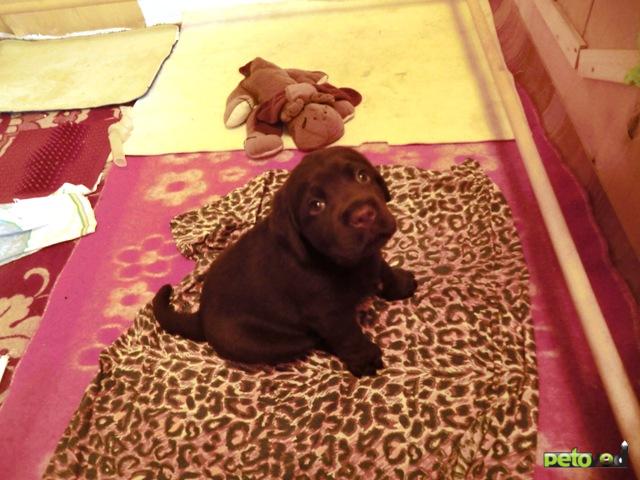Продаю: Шоколадный щенок лабрадора фото4