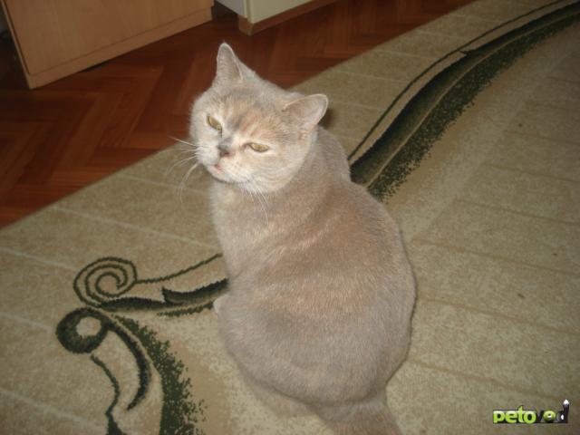 Продаю: Британский котенок (девочка) фото3