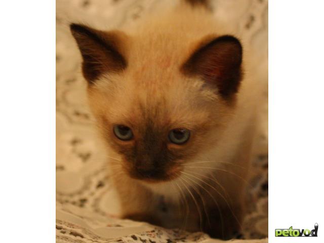 Продаю: Сиамские котята фото2