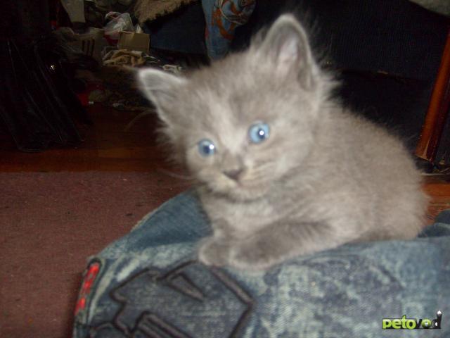 Продаю: Русские голубые котята аристократы фото2