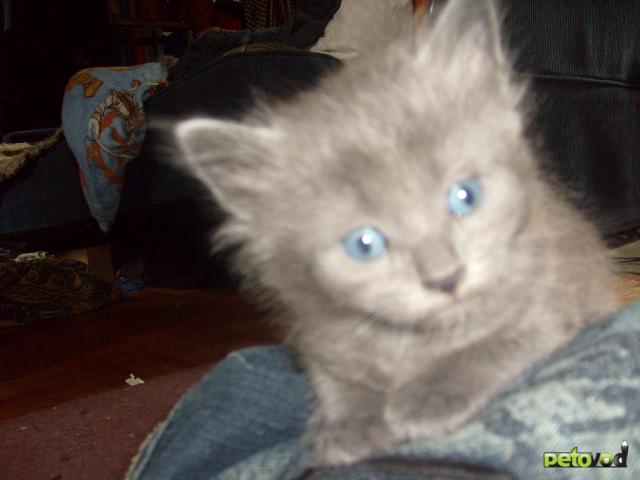 Продаю: Русские голубые котята аристократы фото3