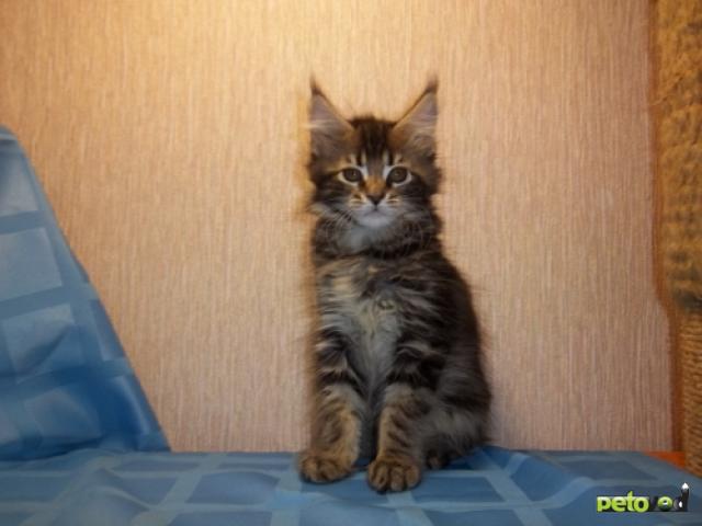 Продаю: Котята мейн кун из питомника фото2
