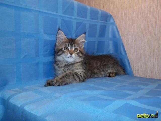 Продаю: Котята мейн кун из питомника фото3