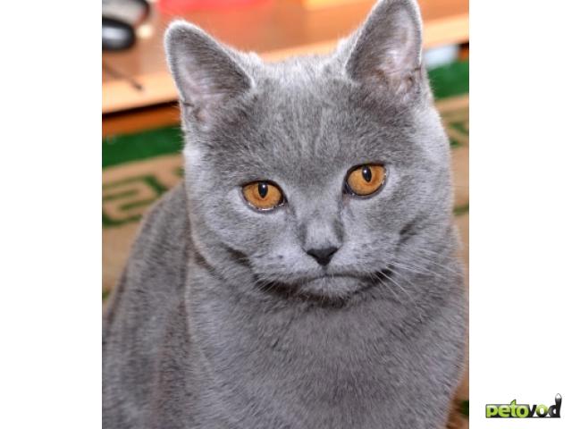 Вязка: Ищем британского кота для вязки фото2