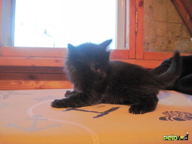 Продаю: Пушистые котята от ангорской кошки в дар фото3