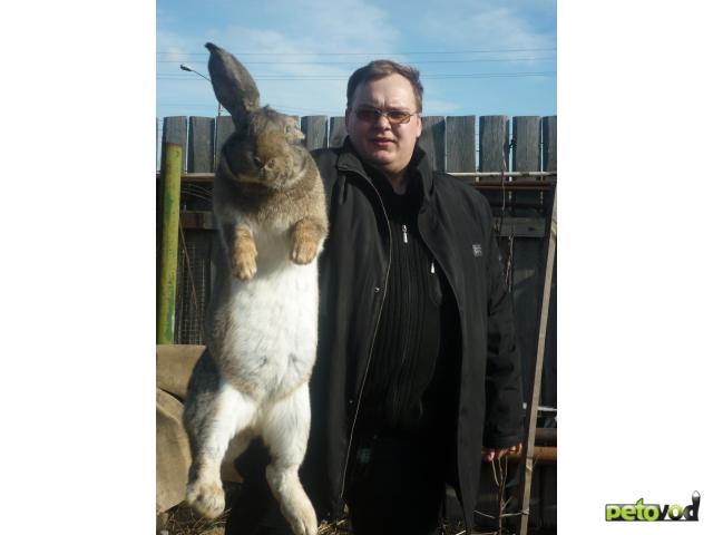 Продаю:  кроликов Фландр фото3