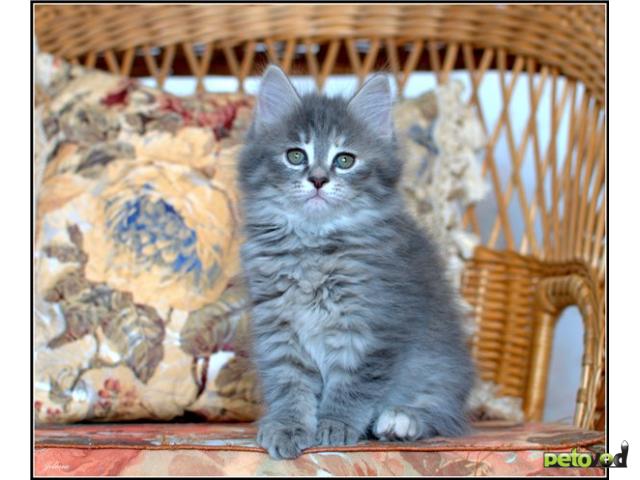 Продаю: Предлагаются сибирские котята фото4