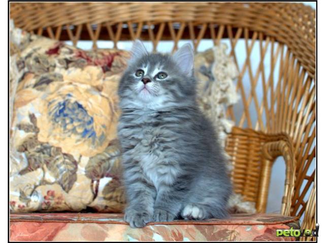Продаю: Предлагаются сибирские котята фото3