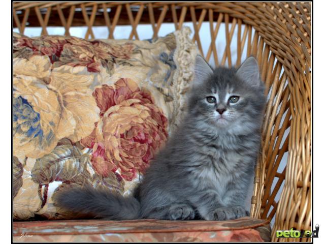 Продаю: Предлагаются сибирские котята фото2