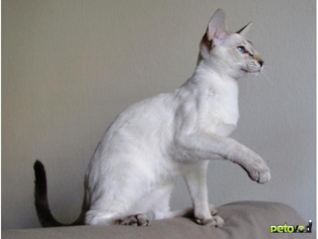 Продаю: Сиамская кошка Стрекоза фото2