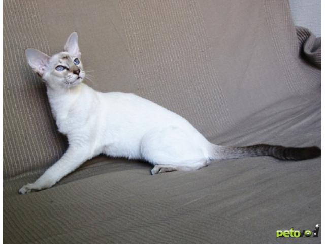 Продаю: Сиамская кошка Стрекоза фото3