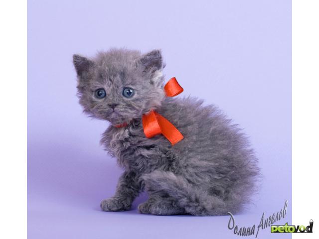 Продаю: Шикарные котята-овечки селкирк-рекс  фото3