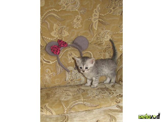 Отдам в дар: Котята, метисы перса, 1 месяц фото2
