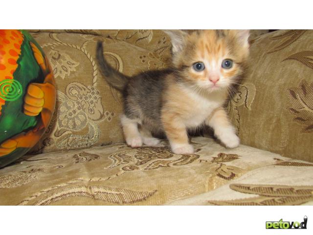 Отдам в дар: Котята, метисы перса, 1 месяц фото3