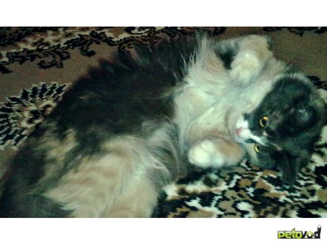 Потерялся/Нашелся: В Ново-Савиновском районе пропала серая кошка фото2