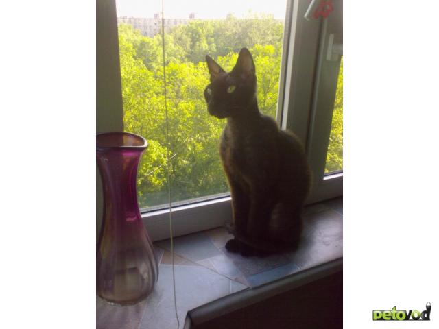 Потерялся/Нашелся: Нашли кота донского сфинкса браш фото2