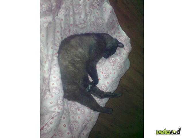 Потерялся/Нашелся: Нашли кота донского сфинкса браш фото3