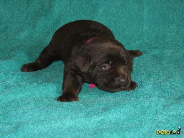 Продаю: Шоколадные и черные щенки лабрадора фото3