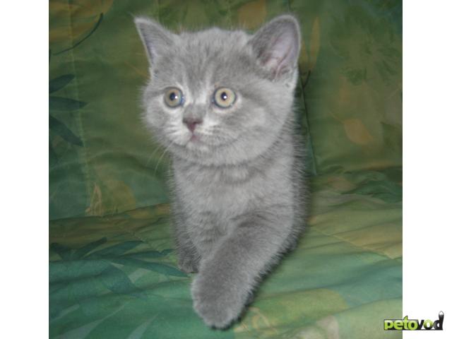 Продаю: Британские короткошерстные котята в рассрочку фото3