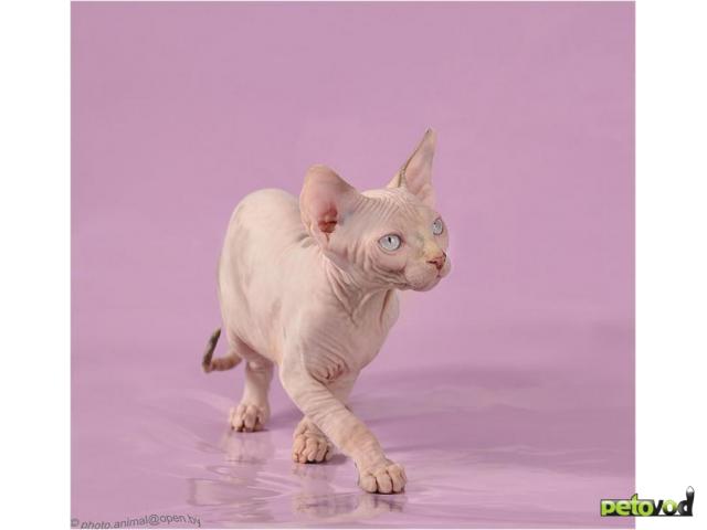 Продаю: Канадский сфинкс-котенок шоу класса для ВАС фото3