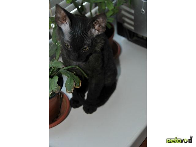 Продаю: Котята Донского сфинкса, недорого фото2