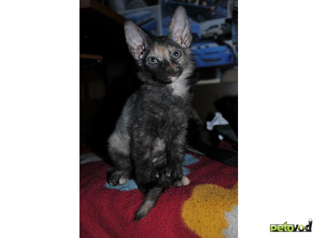 Продаю: Котята Донского сфинкса, недорого фото3