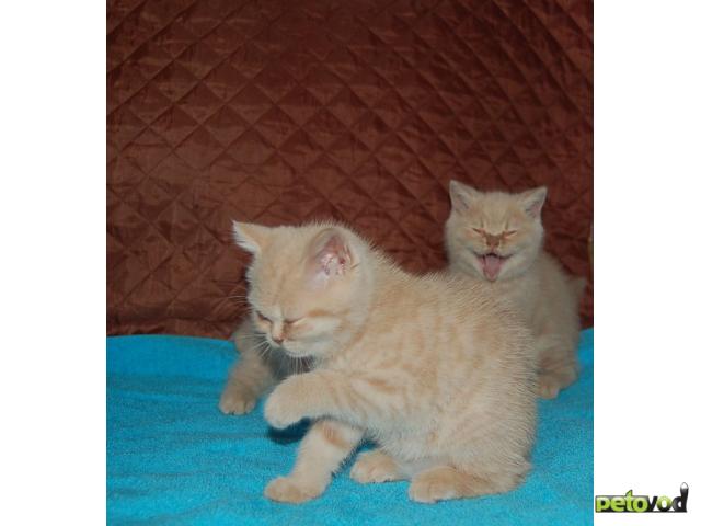 Продаю: Очаровательные британские котятки  фото2