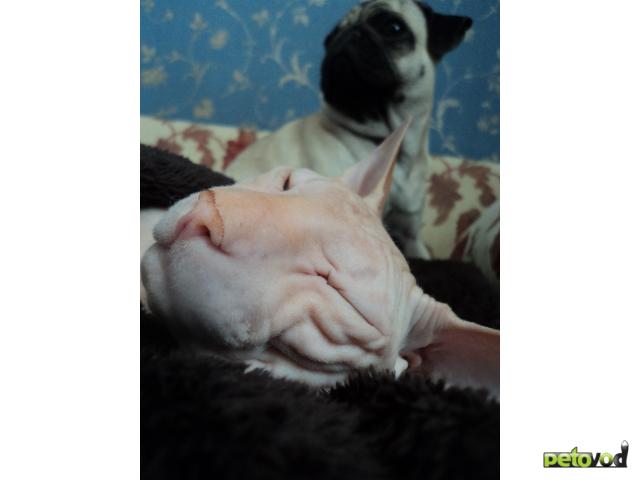 Вязка: Кот породы Донской сфинкс ищет кошку фото3