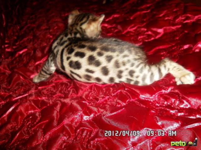 Продаю: Бенгальские котята фото2