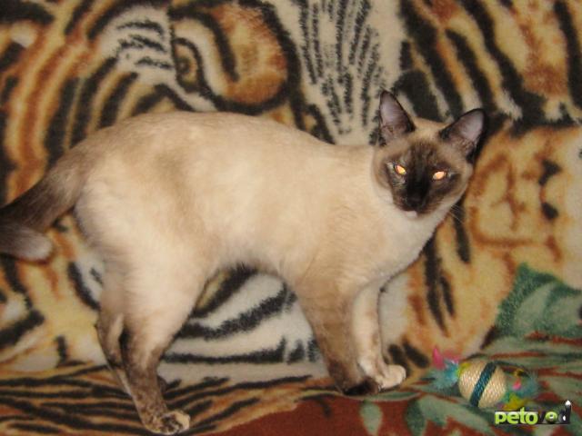 Продаю: Чудесные тайские котята продаются недорого фото2