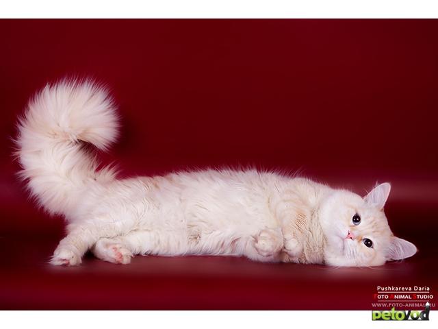 Вязка: Невский маскарадный кот для вязки фото2