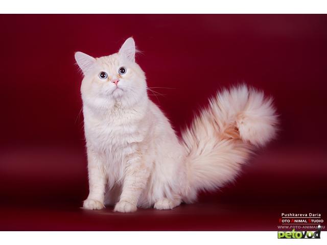 Вязка: Невский маскарадный кот для вязки фото3