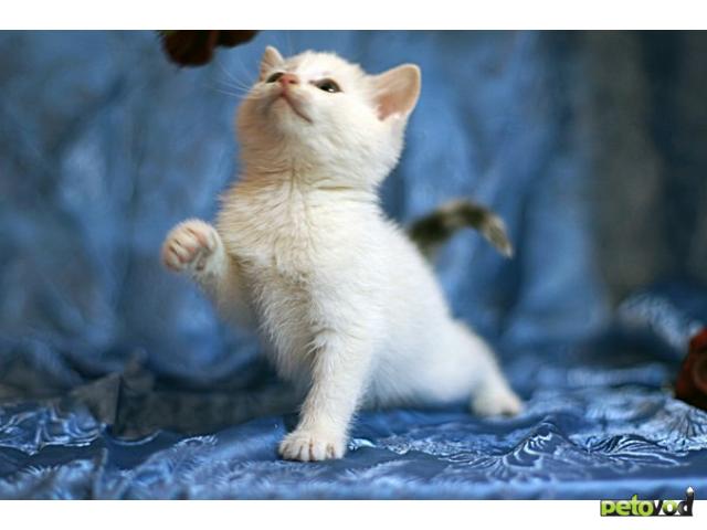 Отдам в дар: Очаровательные котята из Русского музея ищут дом фото2