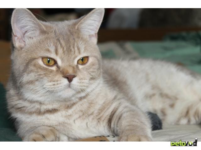 Вязка: Молодой британский кот ищет кошечку для вязки фото2