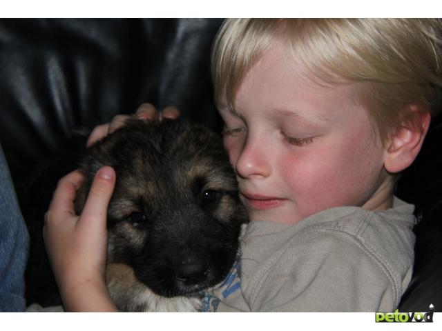 Отдам в дар: Замечательный щенок, метис овчарки, 2 месяца фото3