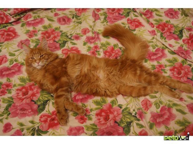 Вязка: Кот породы мейн-кун приглашает кошечку на вязку фото2
