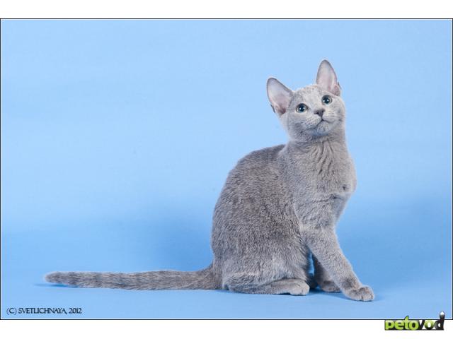 Продаю: Русские голубые котята фото2