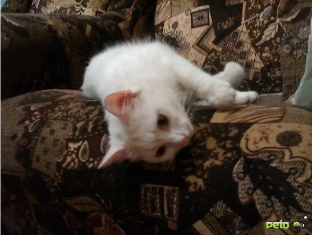 Отдам в дар: Нежный белый котенок добрые руки фото2
